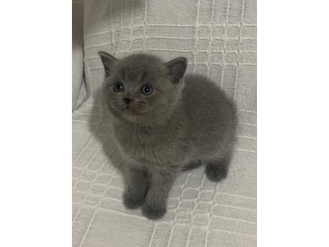 Evden show kalite scottish fold yavru kedilerimiz