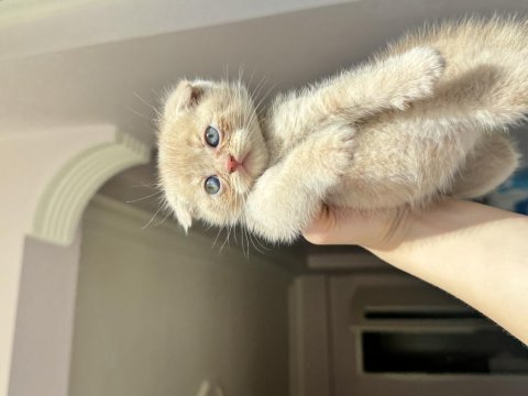 Scottish fold bebek