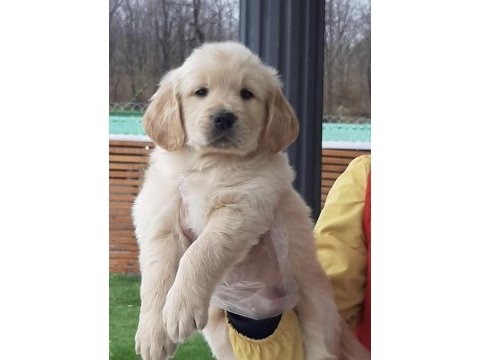Irk ve sağlık garantili golden retriever bebekler