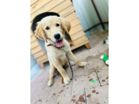 Orjinal golden retriever yavrusu