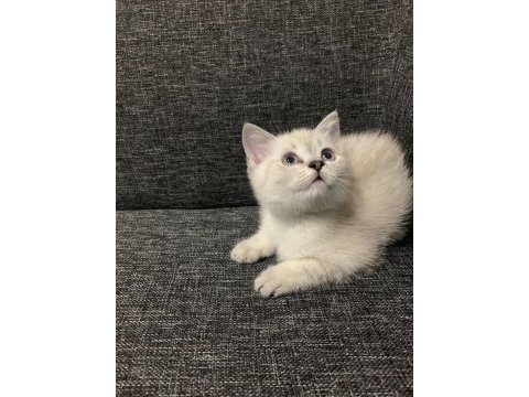 Sevimli cadı kedimiz yeni yuva arıyor
