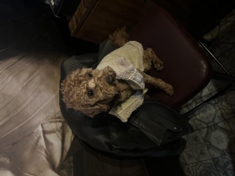 Yakışıklı poodle oğlumuza yuva olur musunuz