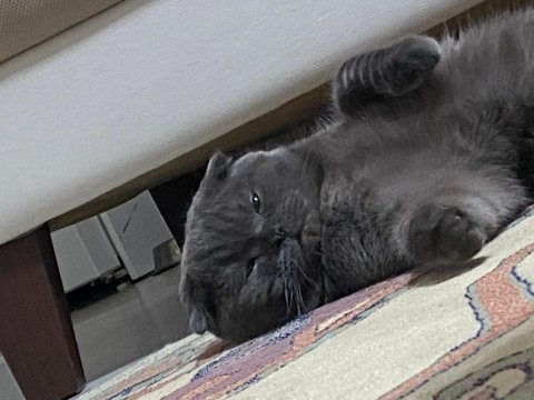 1 yaşında scottish fold