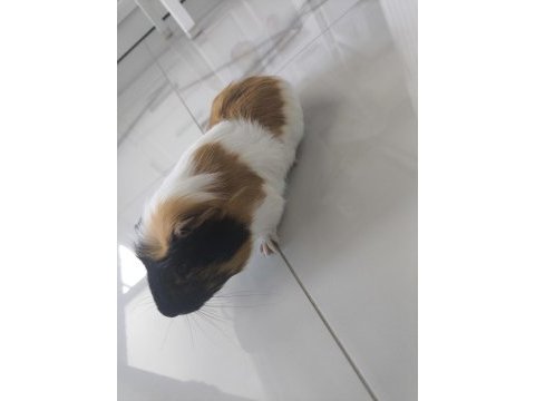 Ekim ayı doğumlu ginepig (erkek)