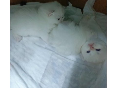 Safkan minik kediler