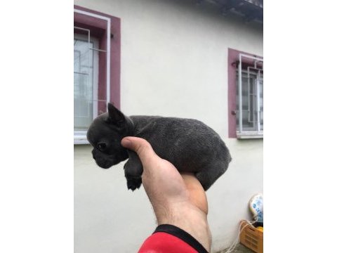 23 kasım doğumlu blue french bulldog yavrumuz