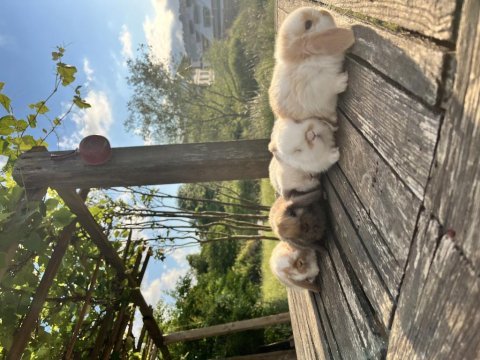 Mini lop safkan tavşan yavruları