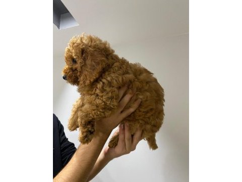 2 dişi yavru toy poodle sahiplendiriyoruz