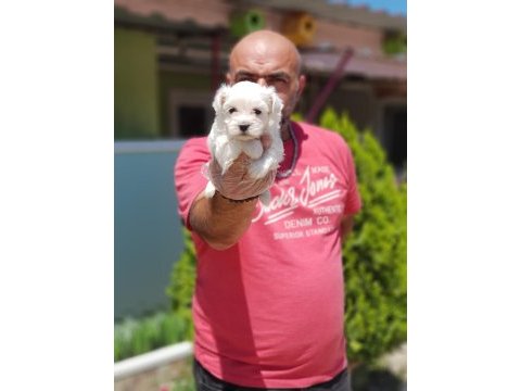 Irk ve sağlık garantisi ile maltese terrier yavrular