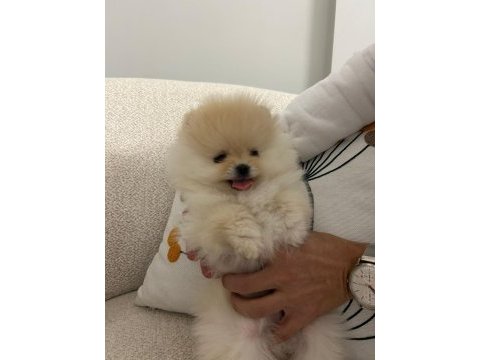 0 burun teddy bear orjinal gülen yüz erkek pomeranian