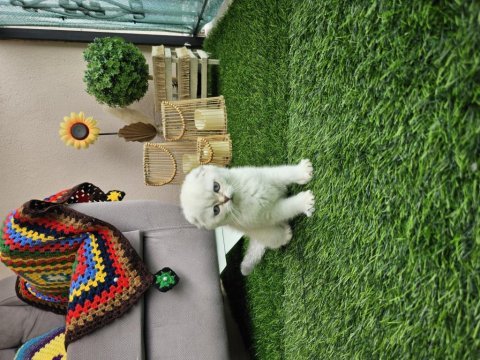 Üst kalite full şecereli scottish fold yavrular