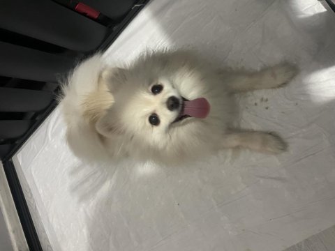 Ful eğitimli güzel pomeranian kızımız yeni yuvasını arıyor