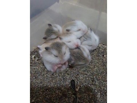 Suriye hamster yavrular ve tüm malzemeleri adrese teslim