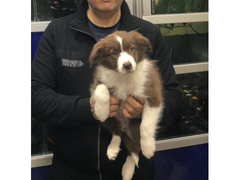 Border collie erkek yavrularımız