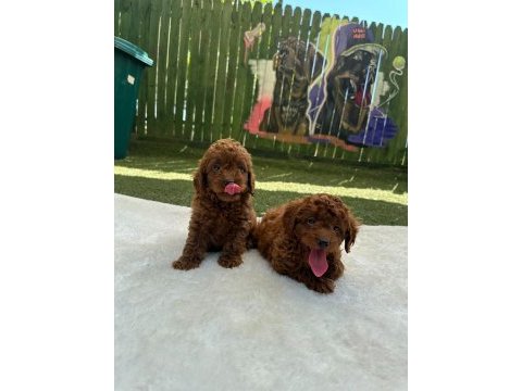 Güzellik abidesi poodle bebekler