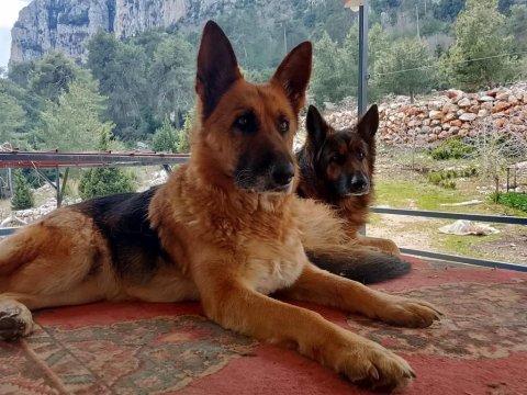 Alman kurdu köpeklerimiz için ulaşın