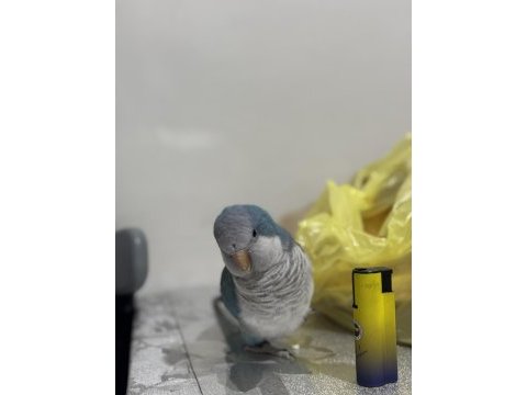 Çok güzel bebek monk konuşma mevcut