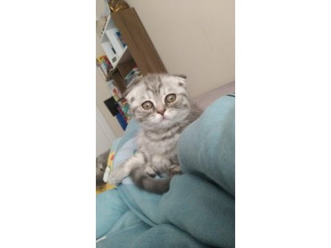 2.5 aylık scottish fold kedimiz yeni yuvasını arıyor