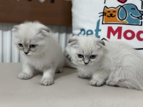 Show kalite scottish fold yavrularımızı canlı görün
