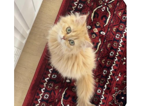 4,5 aylık dişi kedimiz