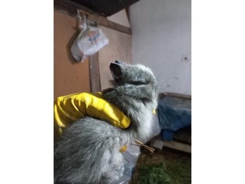 Safkan cüce tavşan