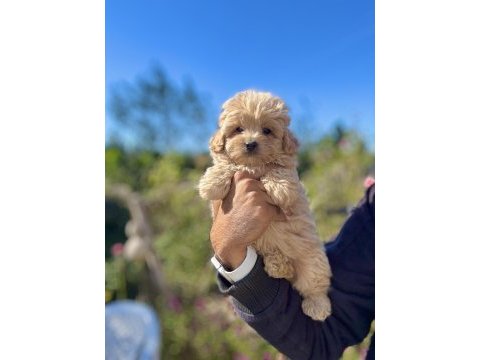 Maltipoo bebekler teacup