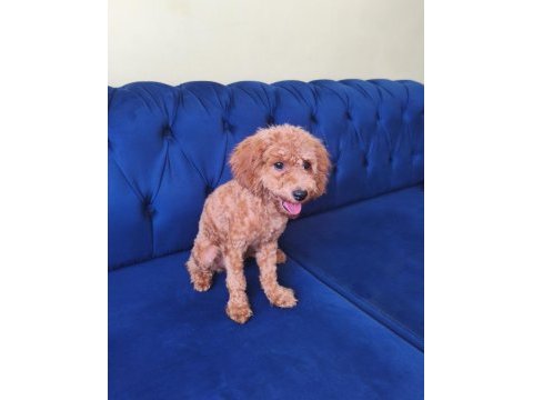 6 aylık red toy poodle kızımız