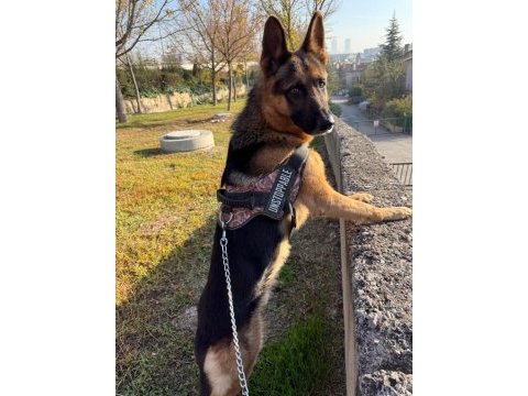 Köpeğim aresi (erkek) çiftleştirmek istiyorum