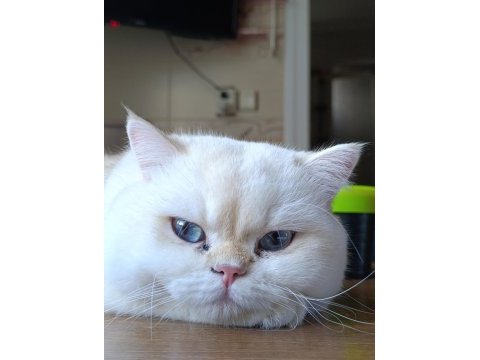 British longhair kedisi