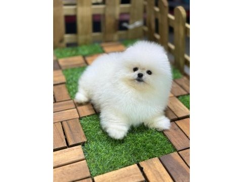 Safkan 0 burun pomeranian boo