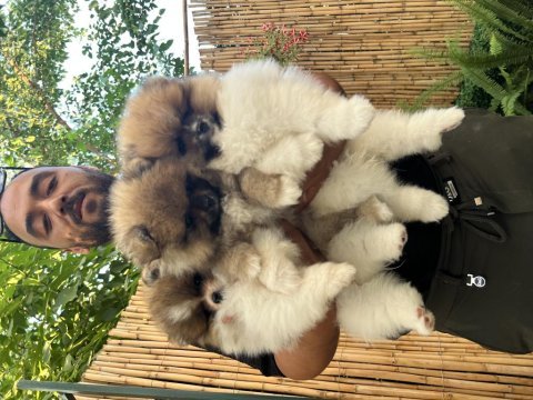 Pomeranian boo ayı surat vasıflı yavrular