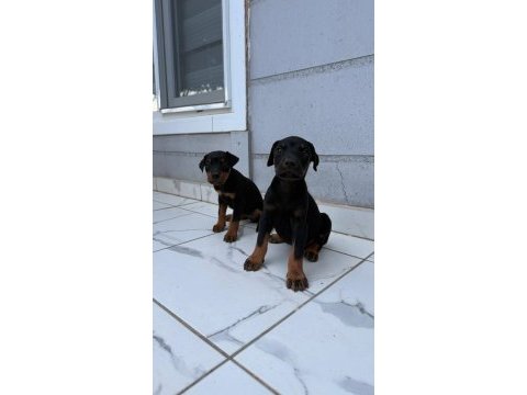Sağlık ve ırk garantili doberman yavrumuz