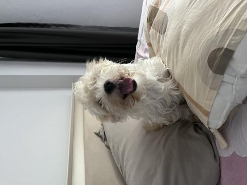 Acil ciddi ve ömürlük yuva köpeğimize