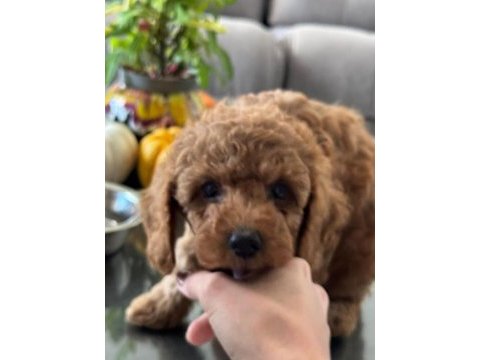 Sevimli toy poodle yavrumuz