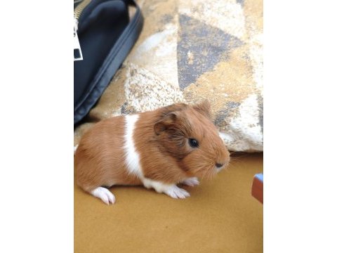 Guinea pigler