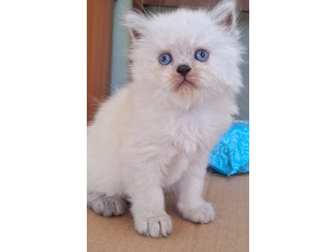British shorthair kediler