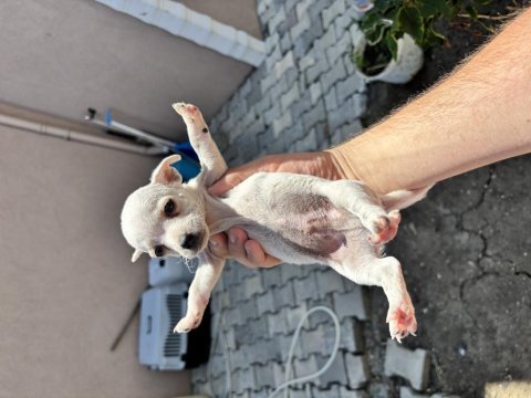 Pinscher yavrularımız