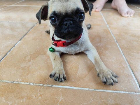 Pug köpeği herşeyi tam