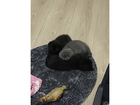 40 günlük scottish fold erkek