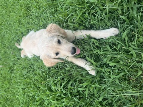 Golden retriever köpekler