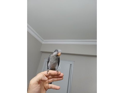 Kobalt gri özel renk