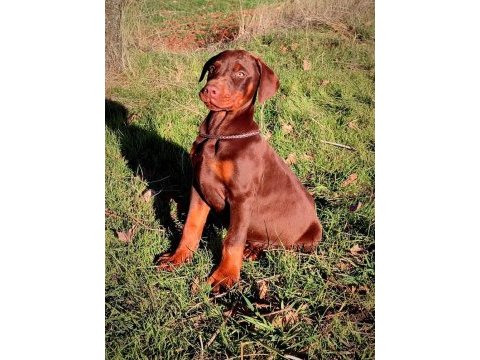 Sceli ırkının en iyisi doberman yavrular