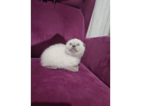 50 günlük scottish fold ve scottish straight yavrular