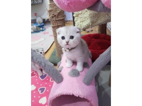 Safkan dik ve düşük kulak yavru kediler catteryden