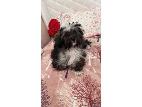 Terrier poodle kırması yavrular
