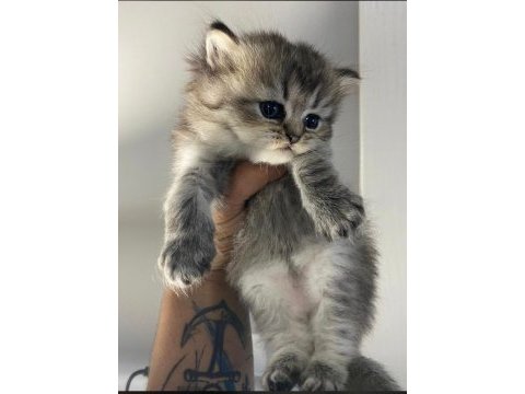 British shorthair ve longhair yavru kediler tamamen orjinal