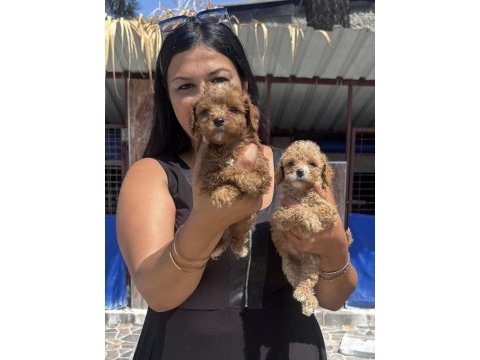 Ufacık maltipoo yavrularım