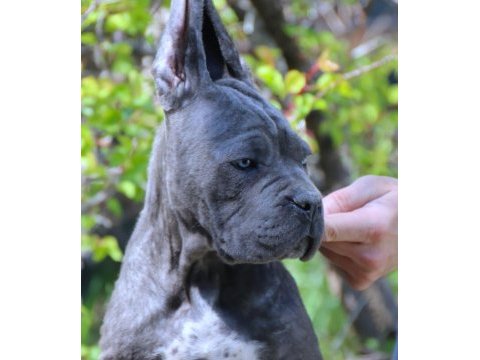 Fcı-kıf şecereli safkan cane corso yavrularımız