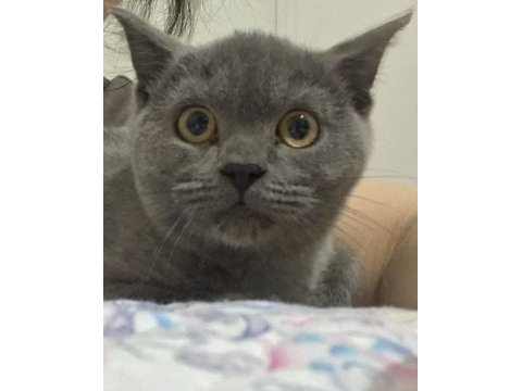Güzel british shorthair kızıma yuva arıyorum