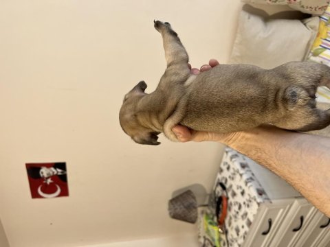 French bulldog fawn dişi